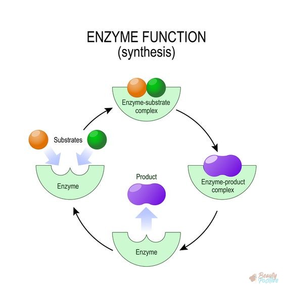 how enzyme works